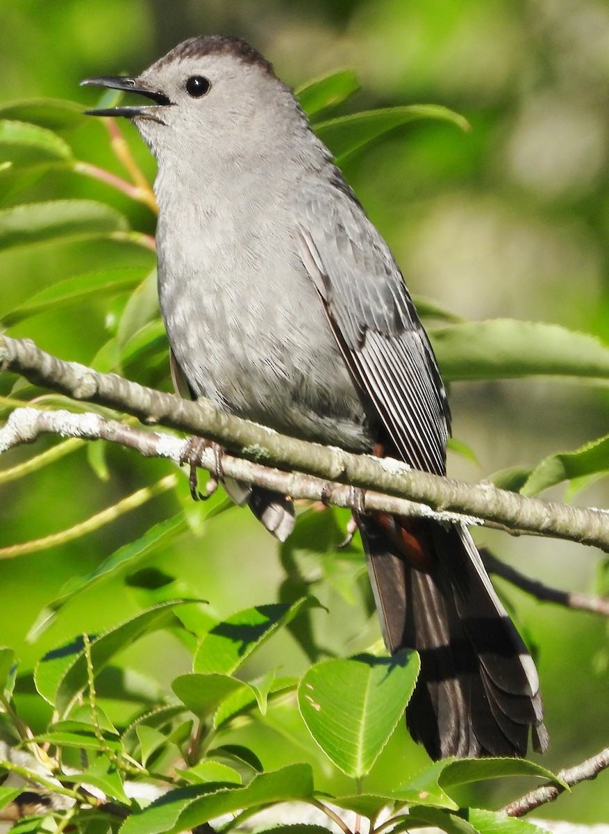 Gray Catbird - ML620502720