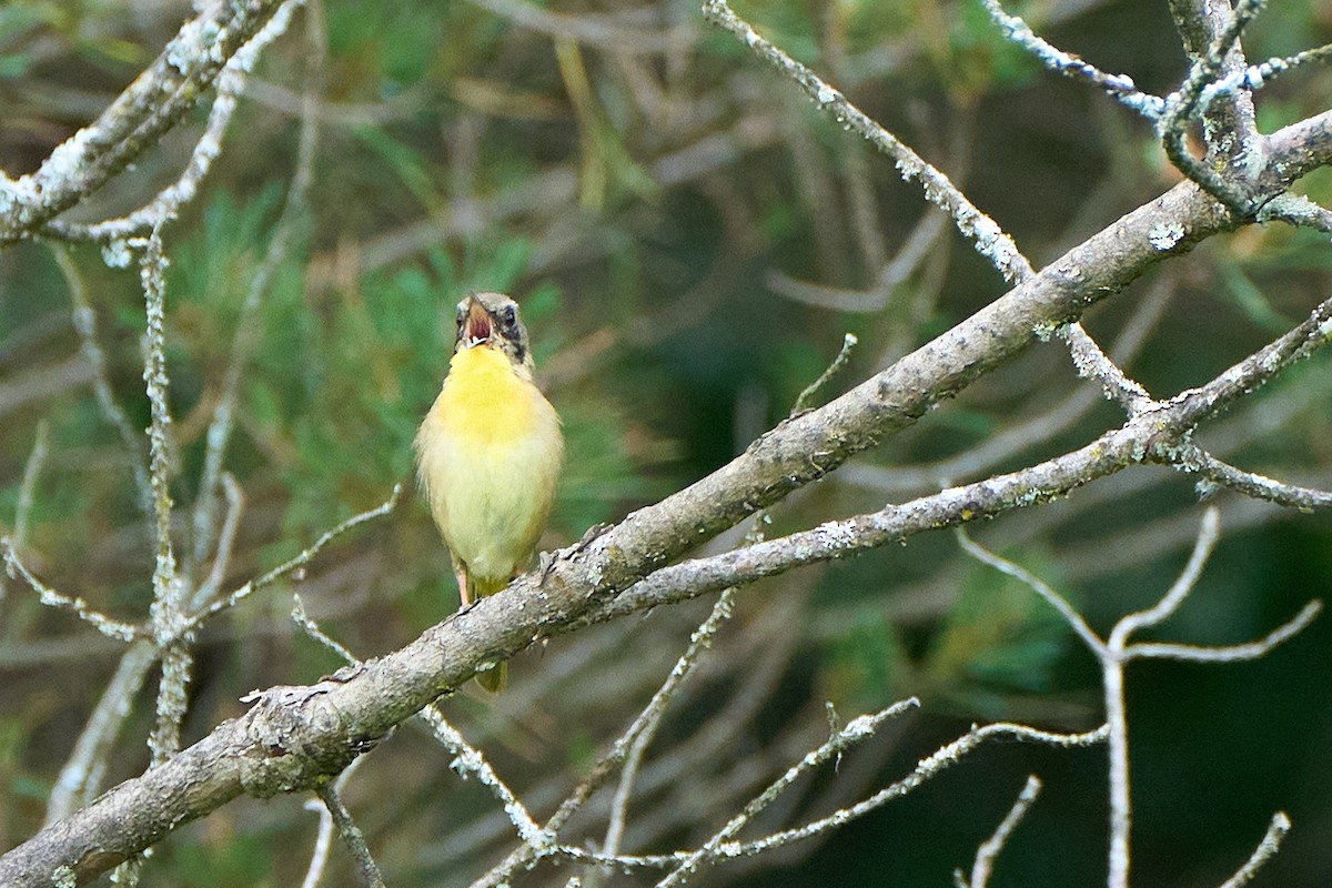 Common Yellowthroat - ML620502725