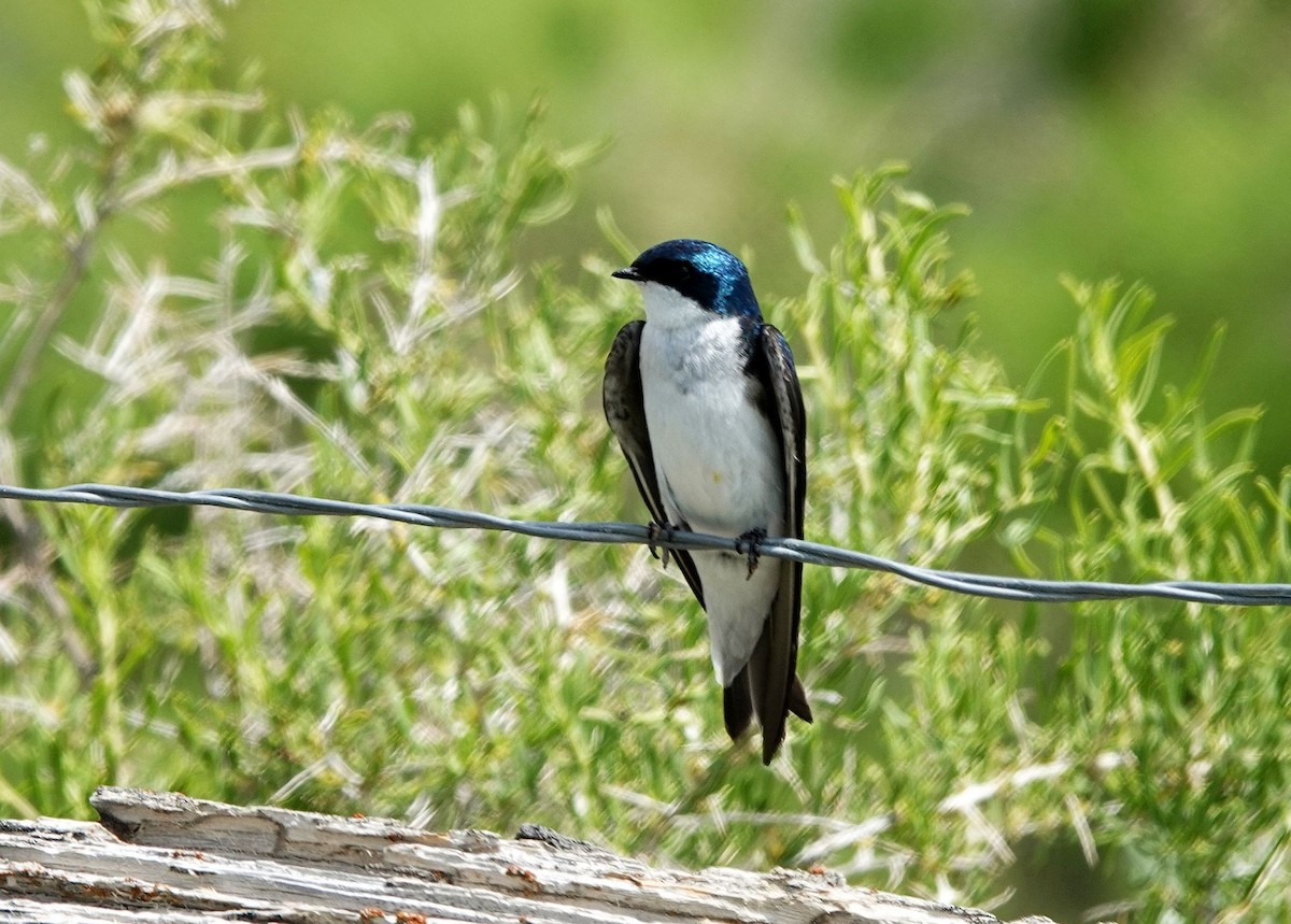 Tree Swallow - ML620502726