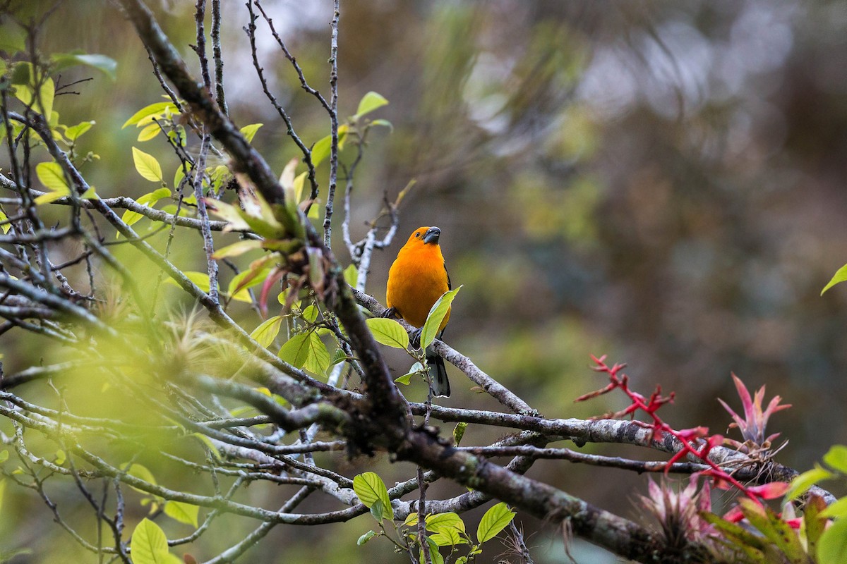 Cardinal jaune (aurantiacus) - ML620502727