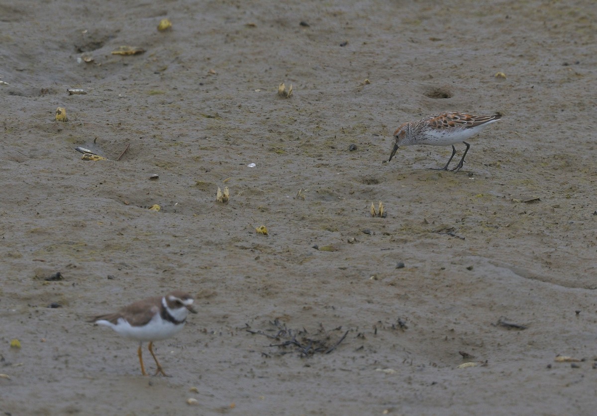 Bergstrandläufer - ML620502728