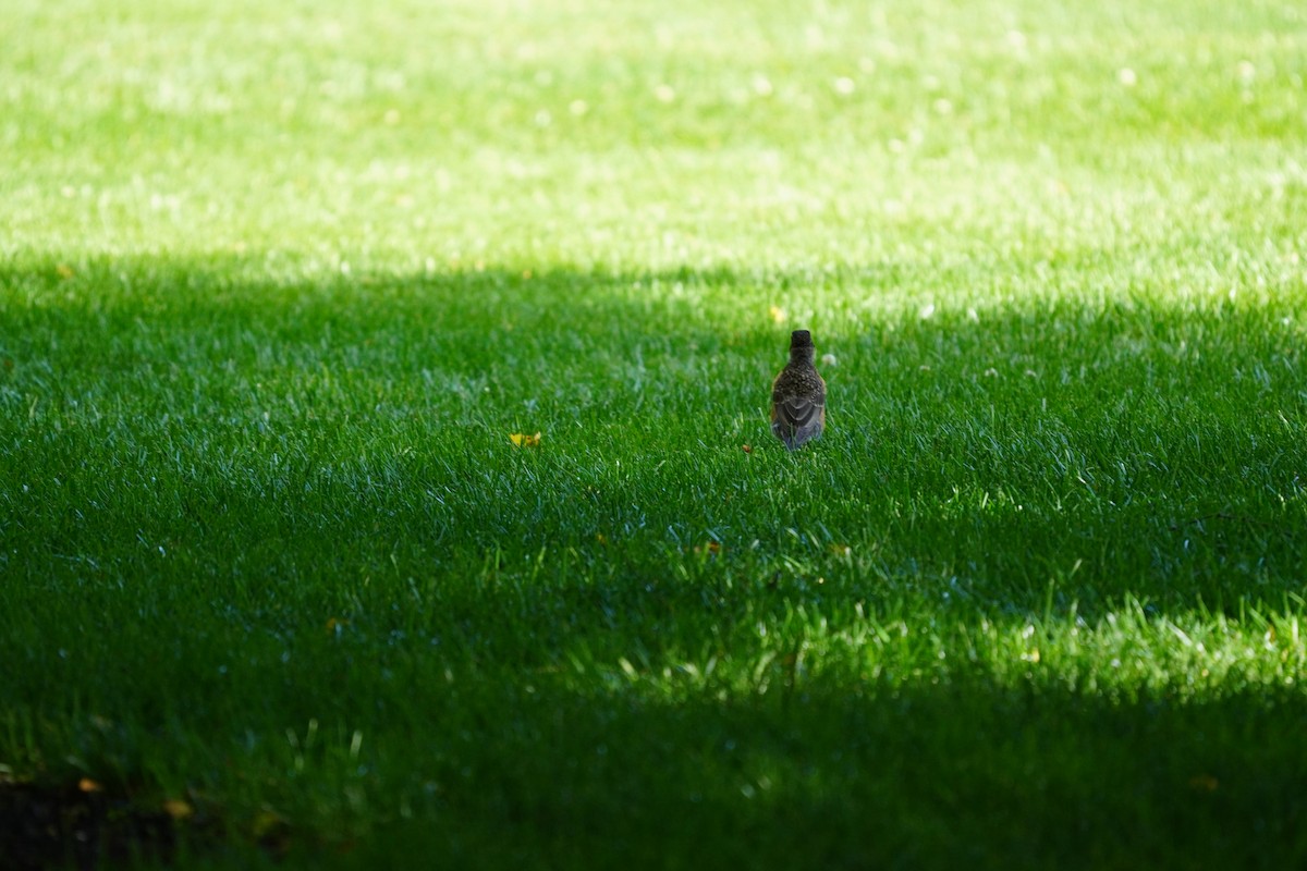 American Robin - ML620502733