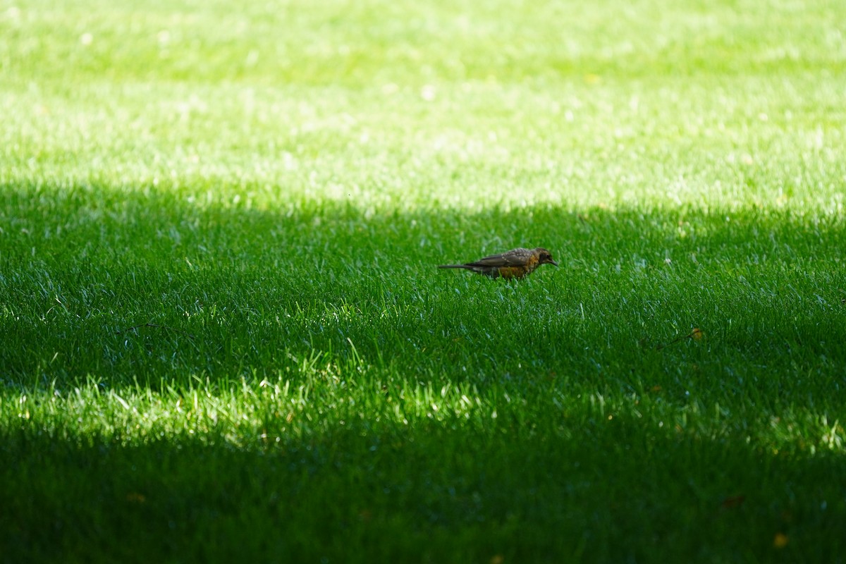 American Robin - ML620502734