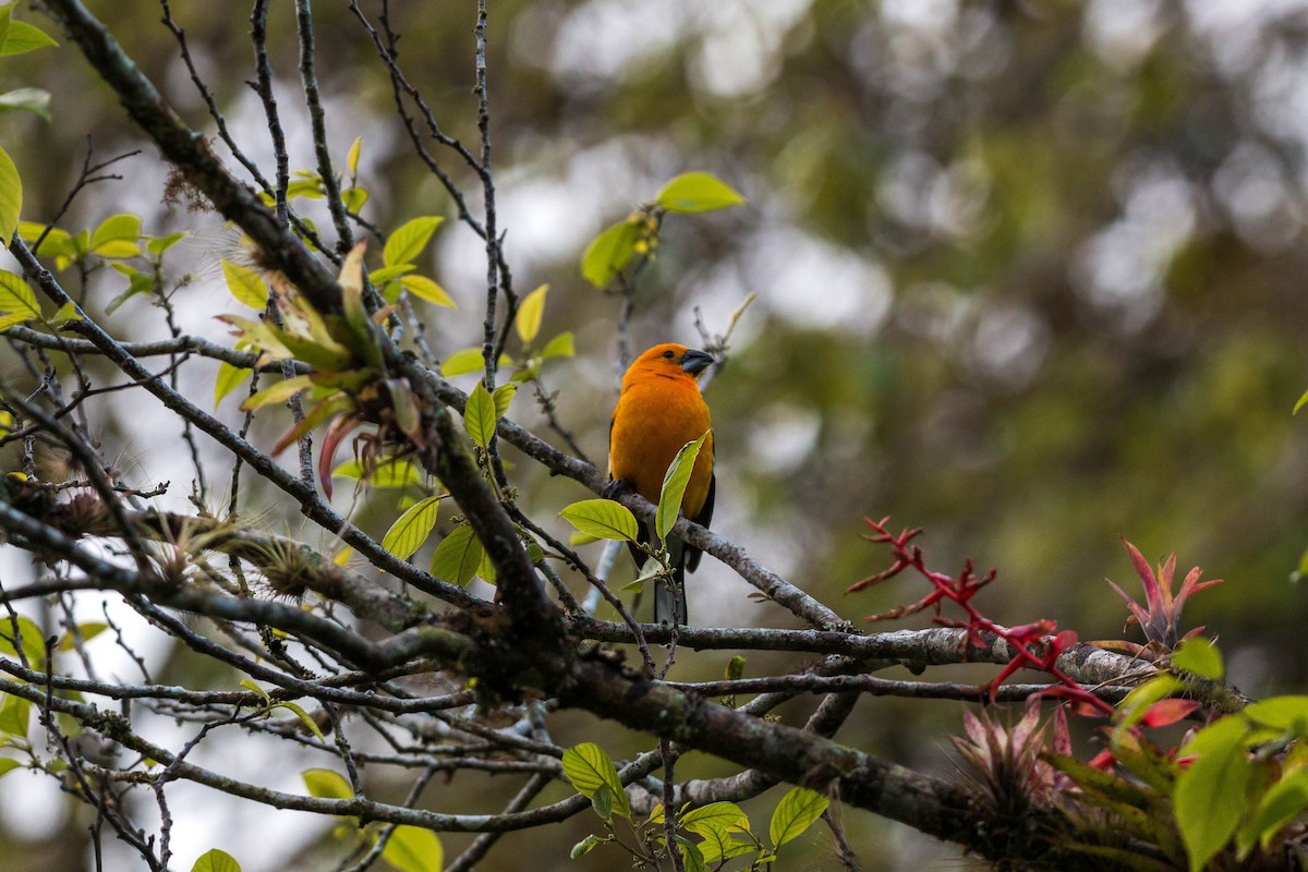 オウゴンイカル（aurantiacus） - ML620502742