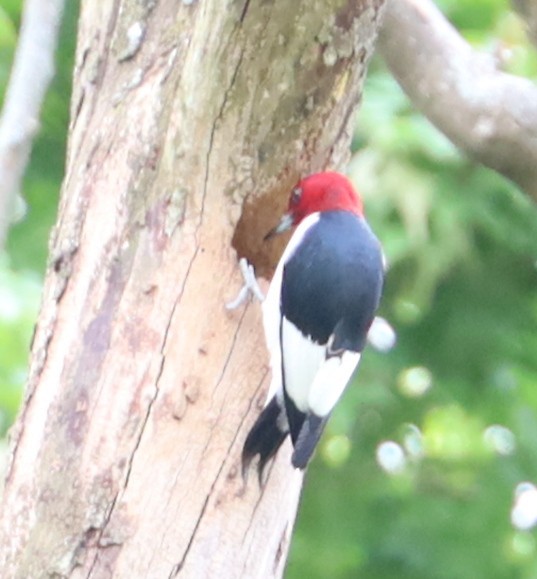 Red-headed Woodpecker - ML620502743
