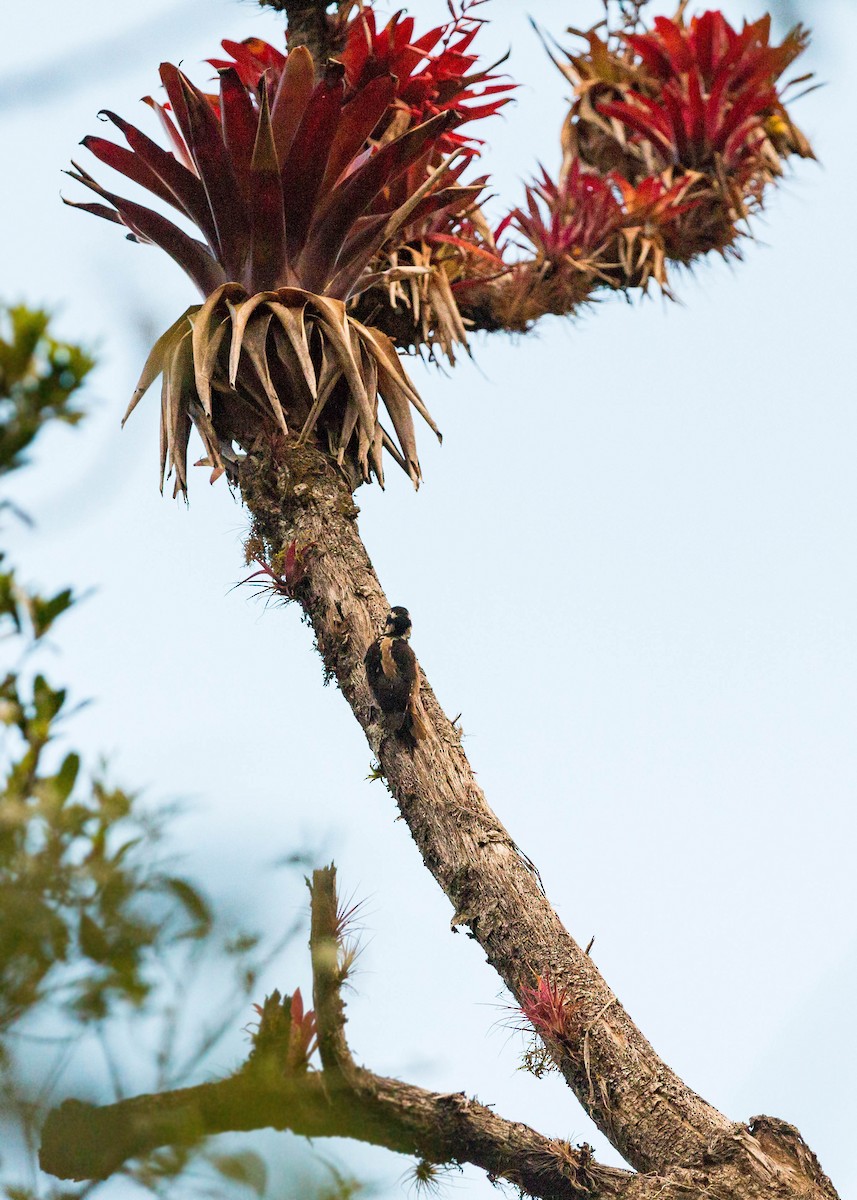 strakapoud americký (ssp. jardinii/sanctorum) - ML620502754