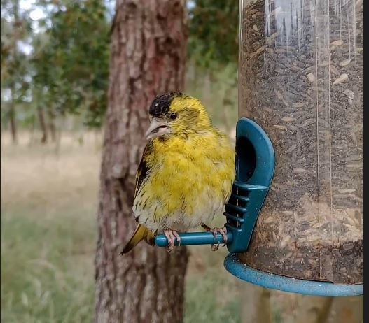 Eurasian Siskin - ML620502758