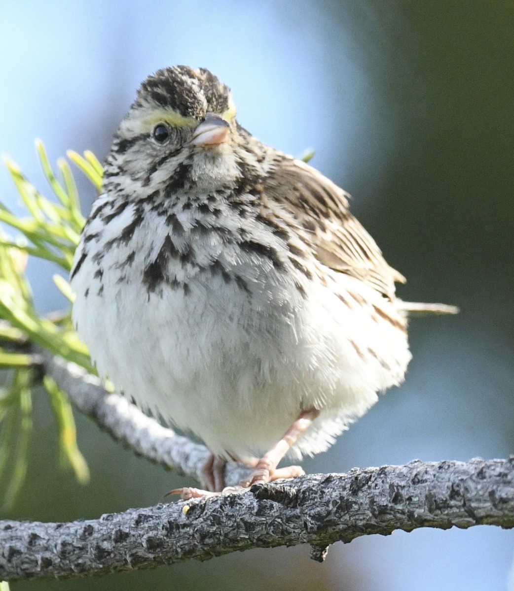 Savannah Sparrow - ML620502760