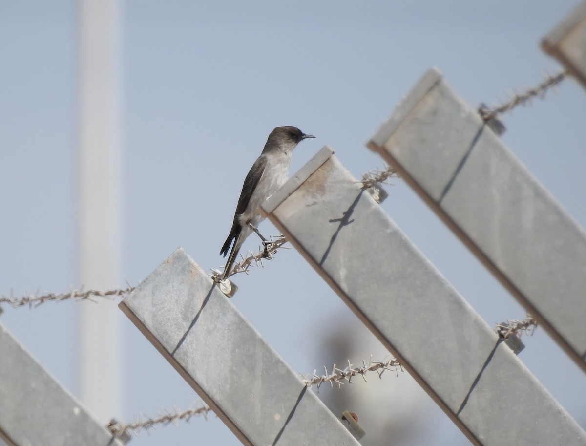 カオグロイワタイランチョウ - ML620502767