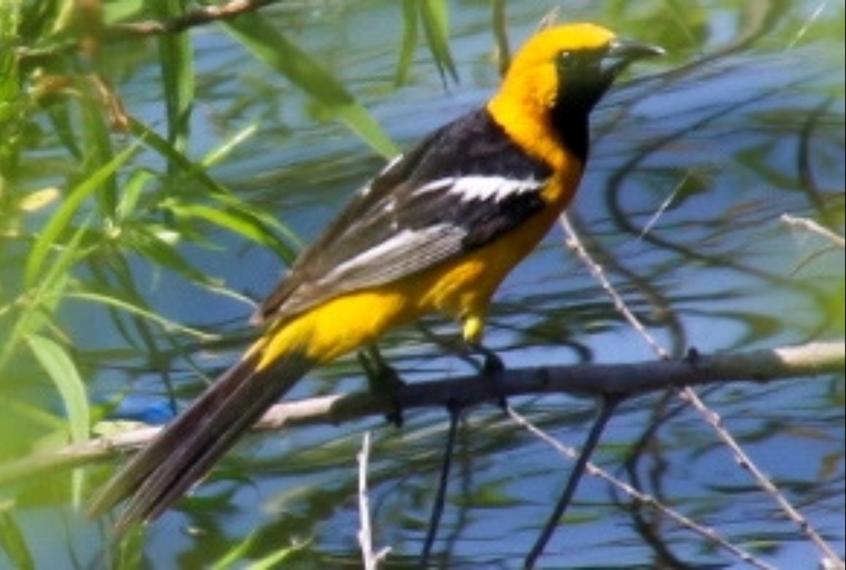 Hooded Oriole - ML620502771