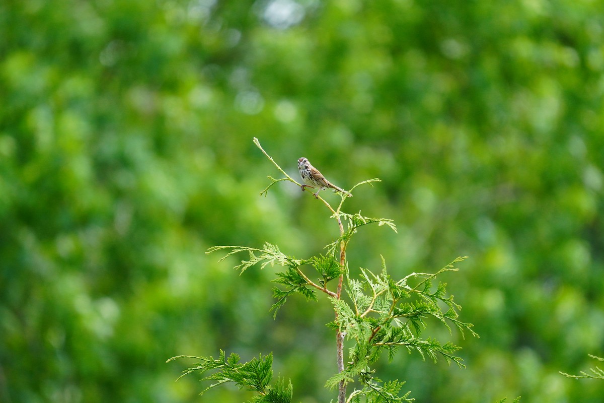 Song Sparrow - ML620502773