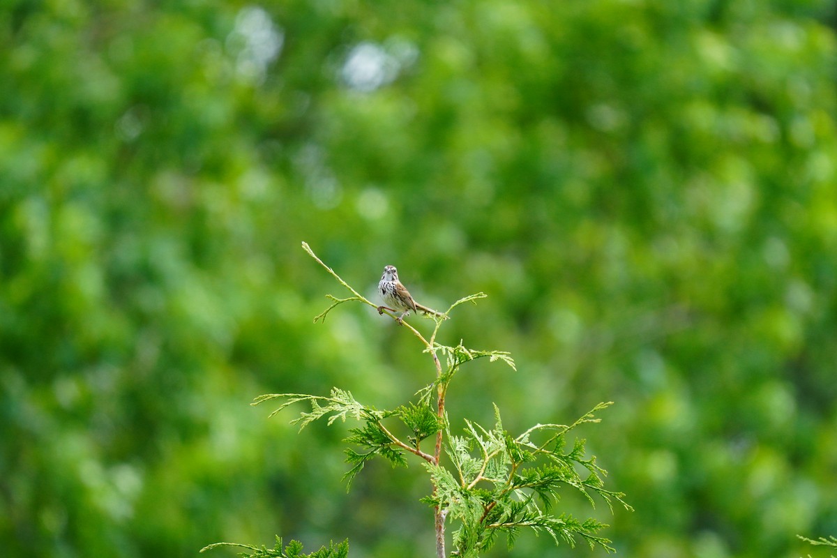 Song Sparrow - ML620502774