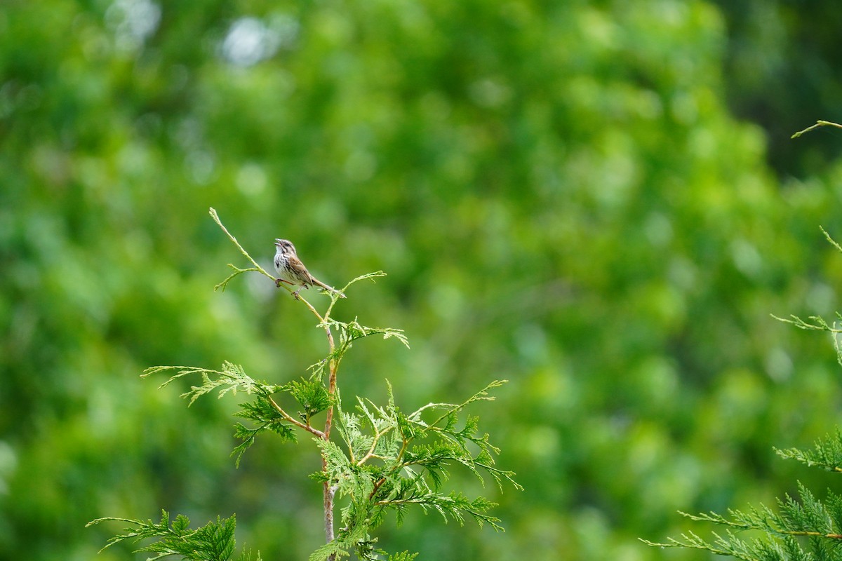 Song Sparrow - ML620502776