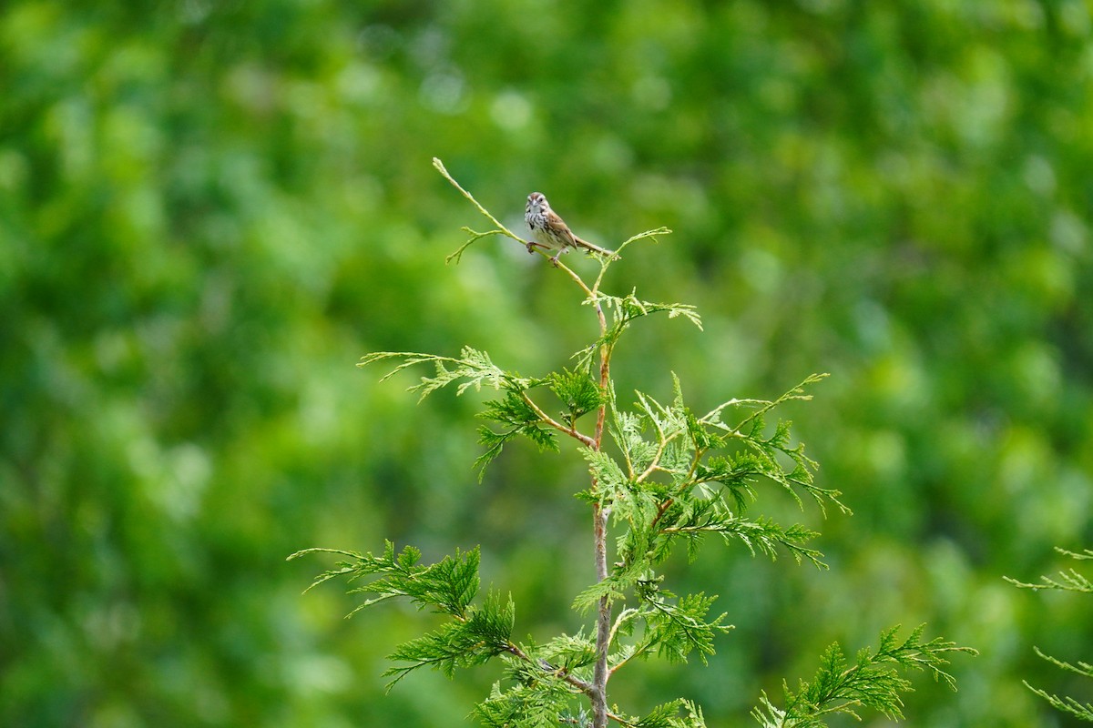 Song Sparrow - ML620502777