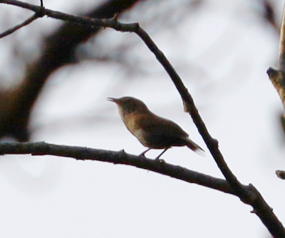 House Wren - ML620502781