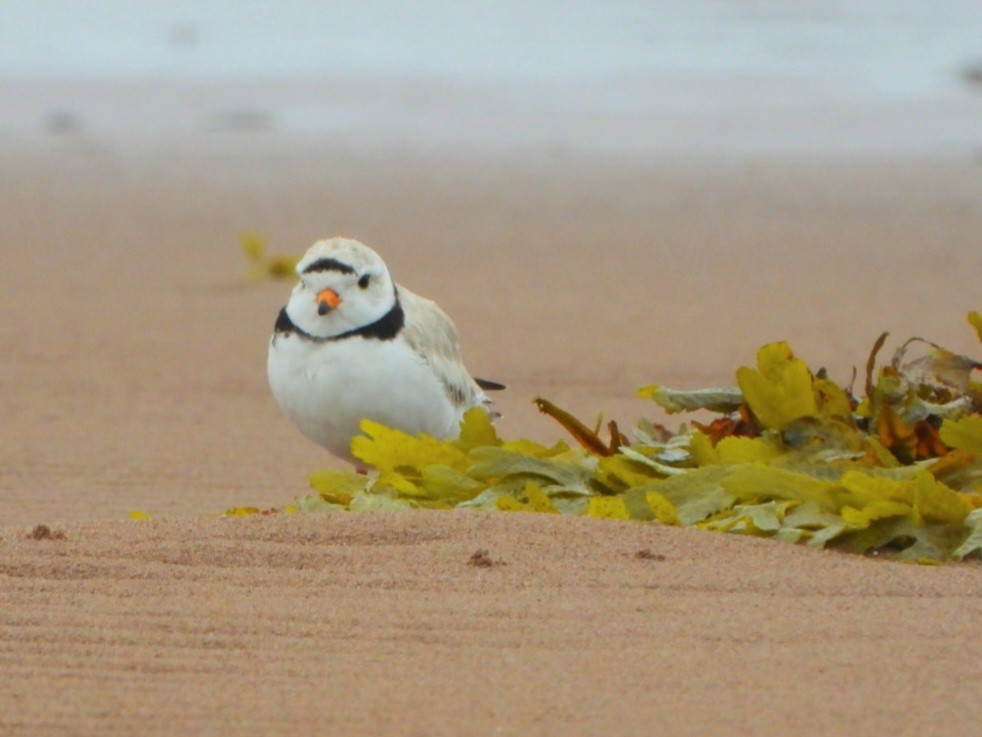 Piping Plover - ML620502792