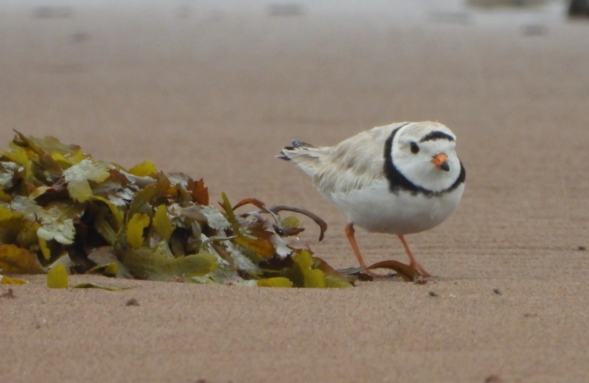 Piping Plover - ML620502793