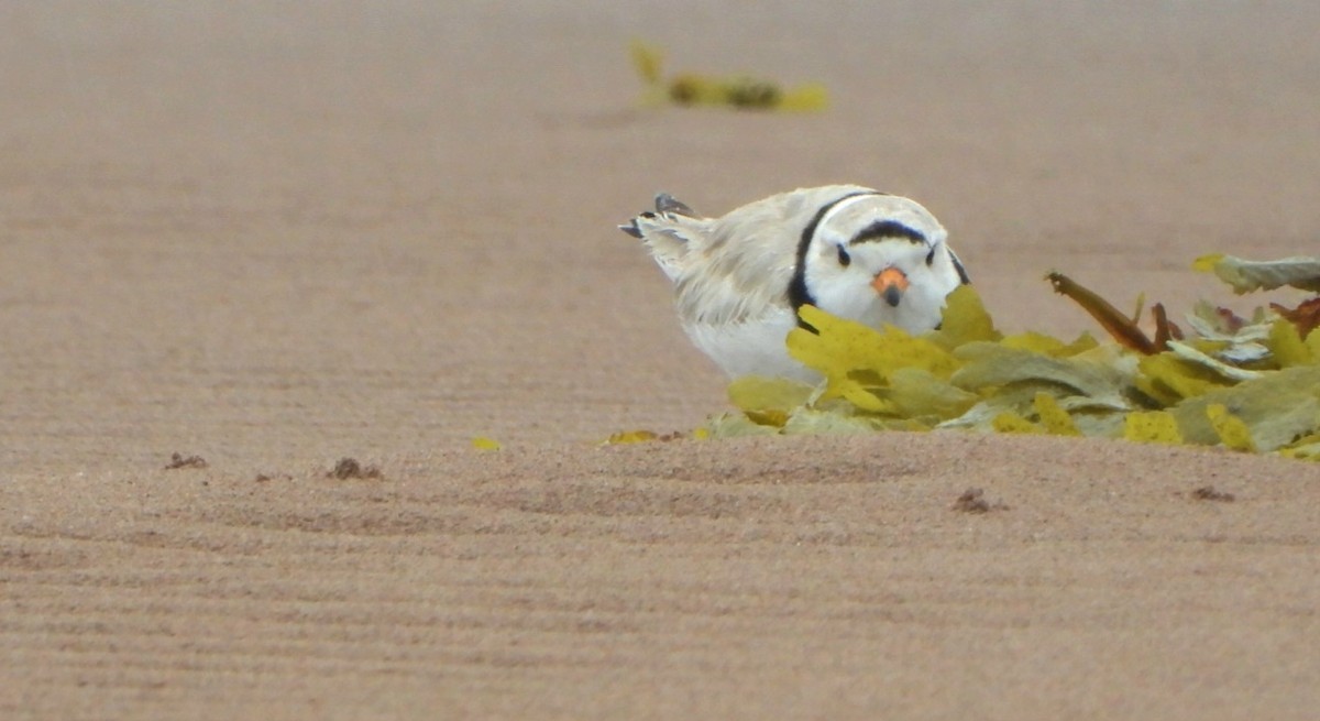 Piping Plover - ML620502794