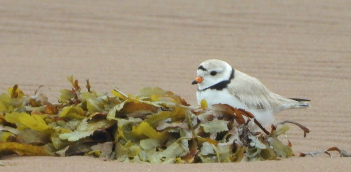 Piping Plover - ML620502795