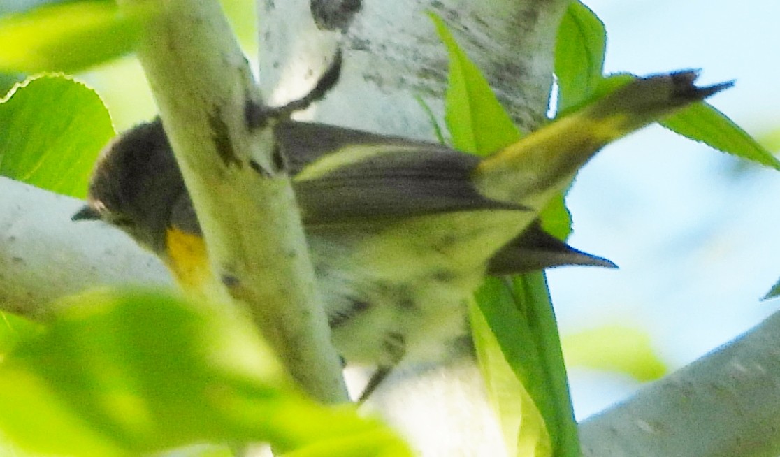 American Redstart - ML620502796