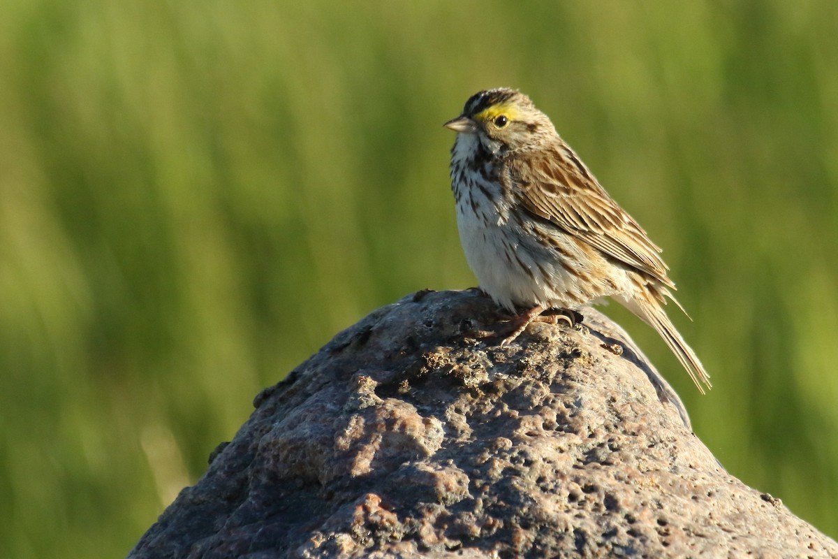 Savannah Sparrow - ML620502800