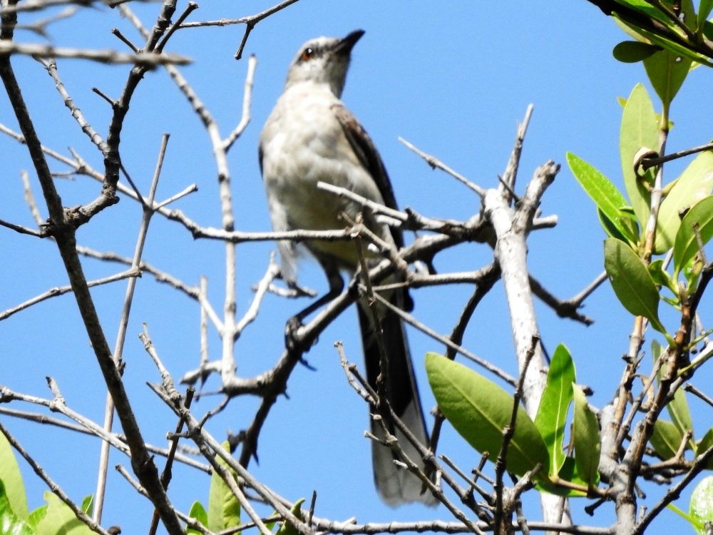 Tropical Mockingbird - ML620502803