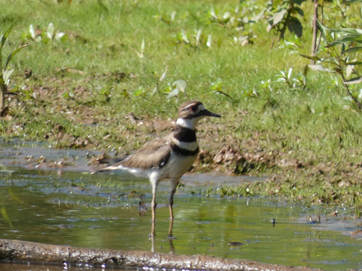 Killdeer - ML620502804