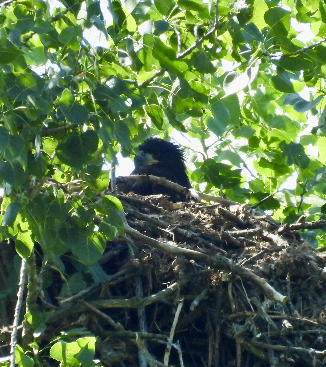 Bald Eagle - ML620502807