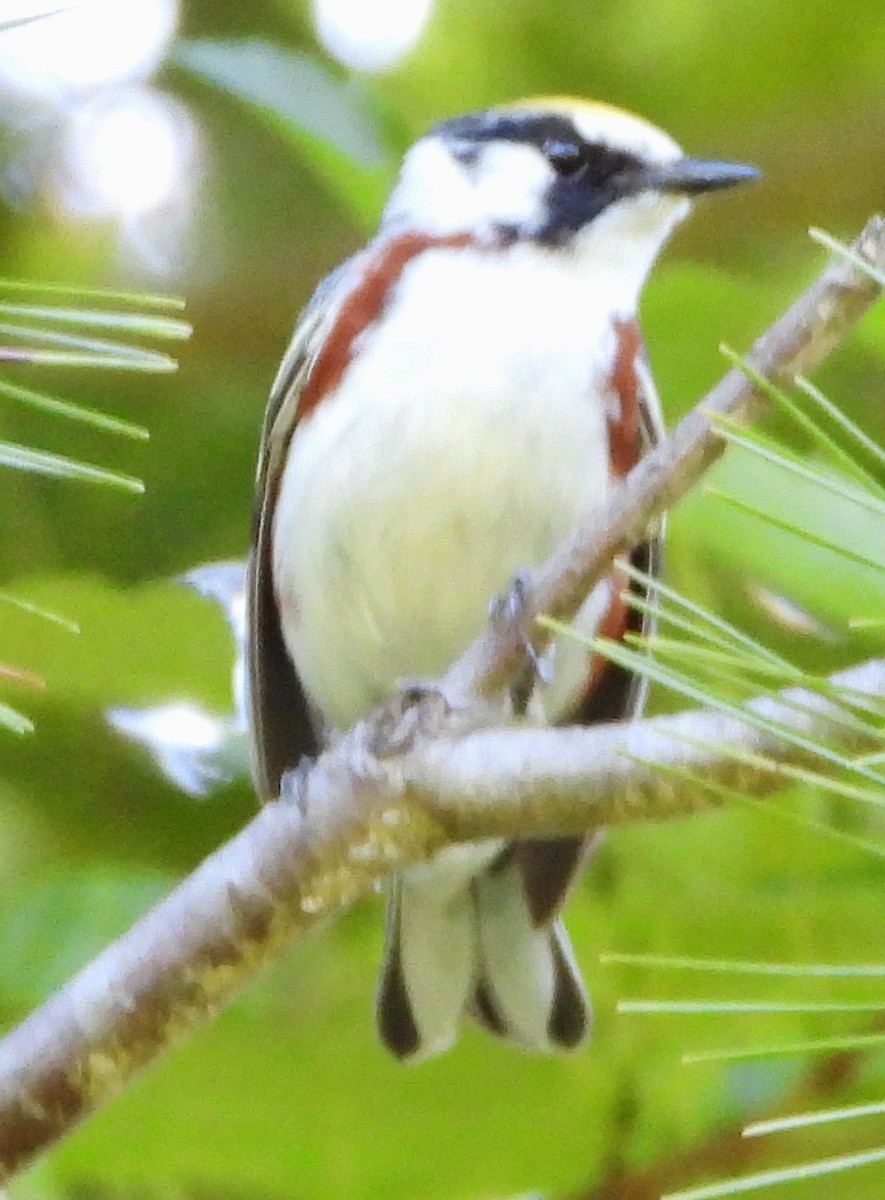 Chestnut-sided Warbler - alan murray