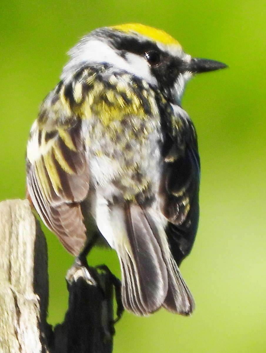 Chestnut-sided Warbler - ML620502811