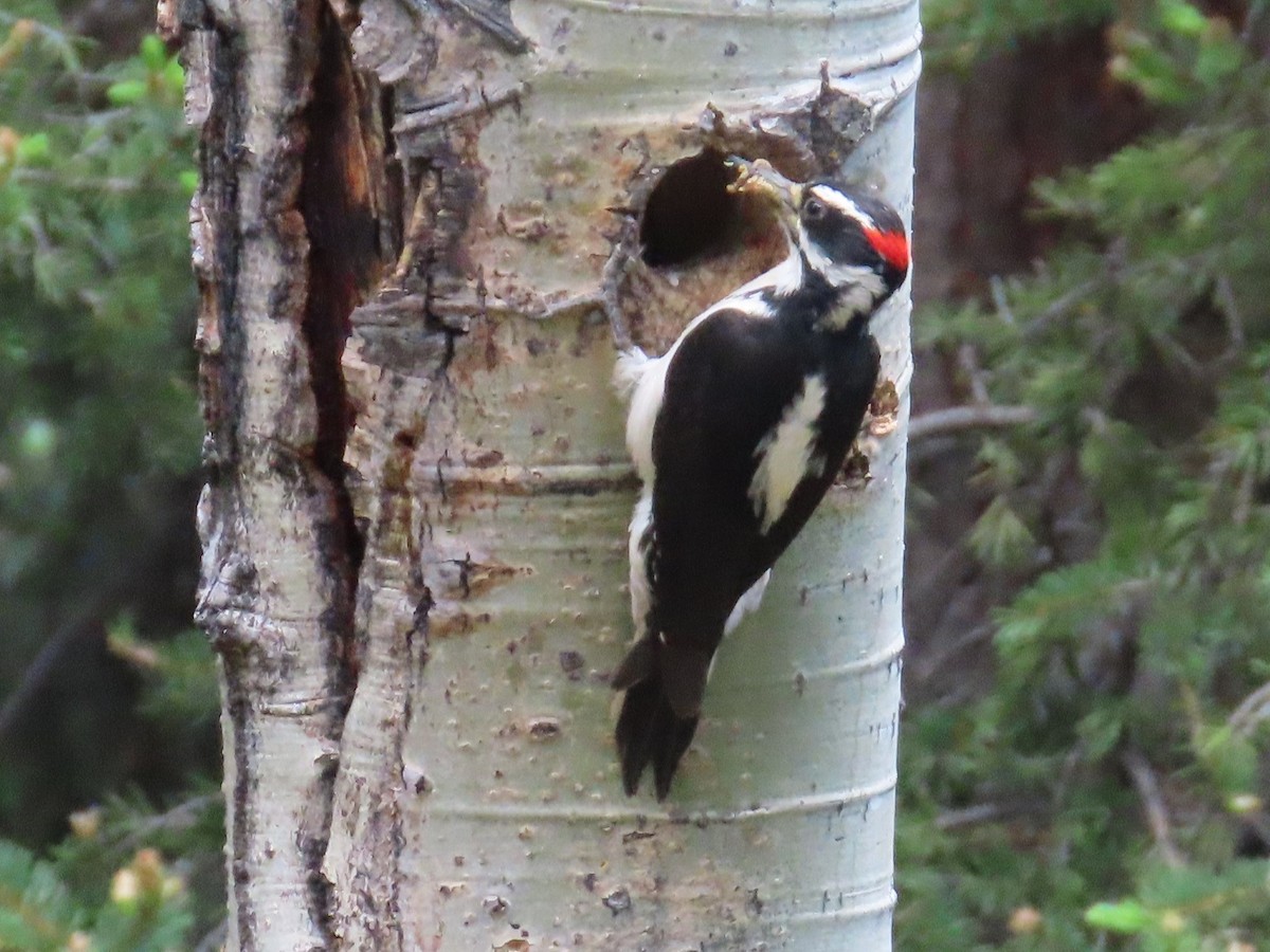 Hairy Woodpecker - ML620502812