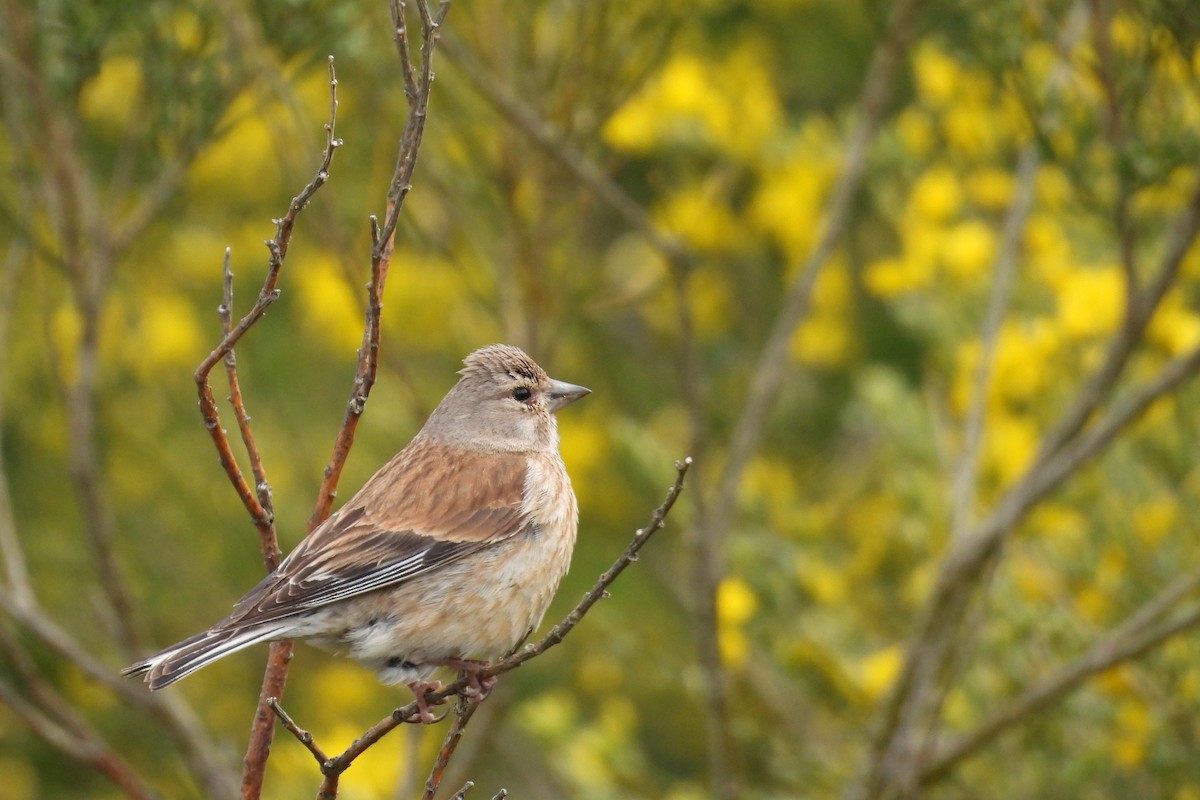 Eurasian Linnet - ML620502813