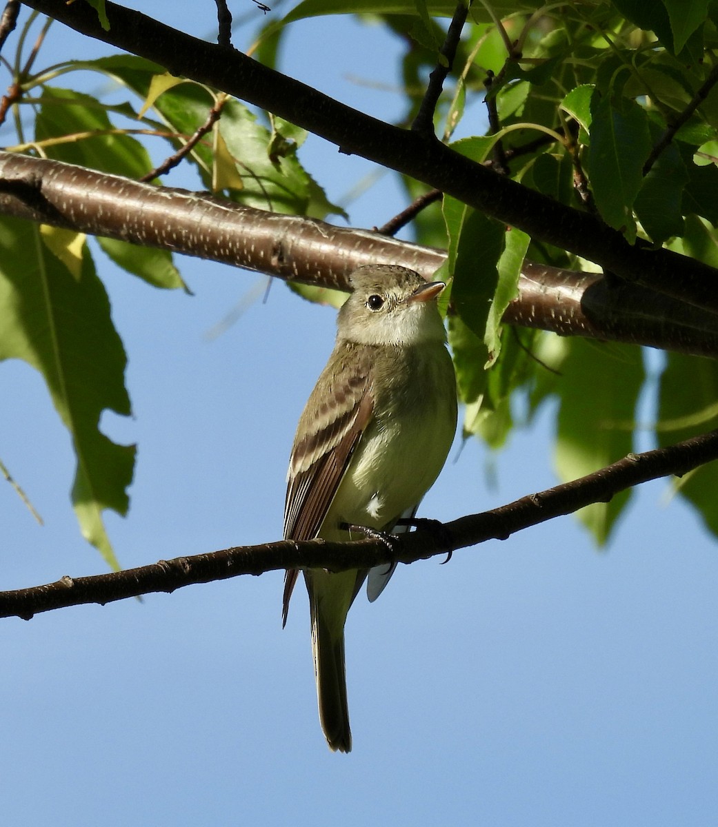 Willow Flycatcher - ML620502815