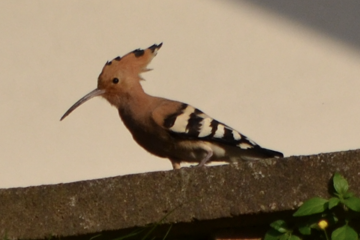 Eurasian Hoopoe - ML620502816