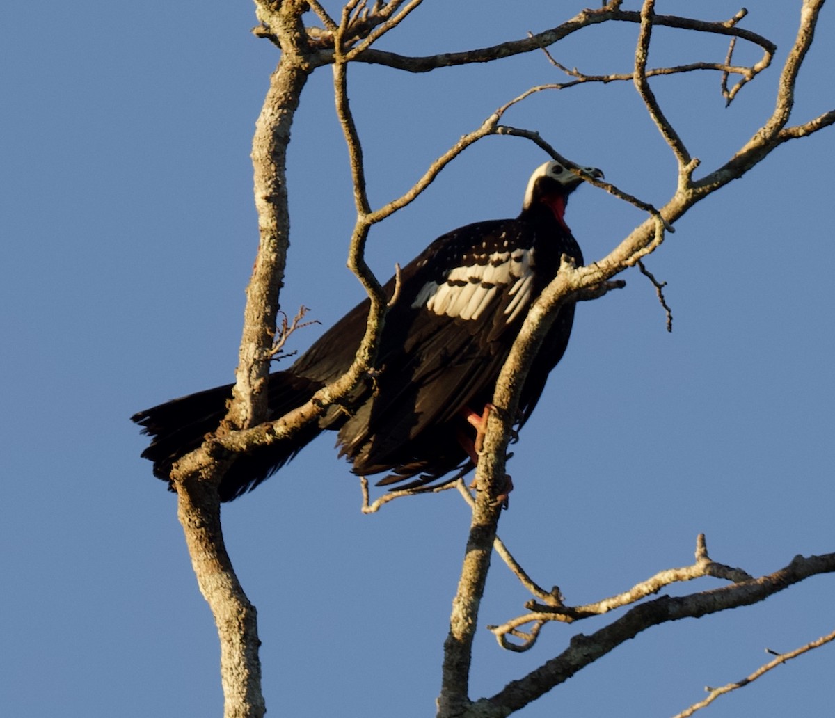 Red-throated Piping-Guan - ML620502817