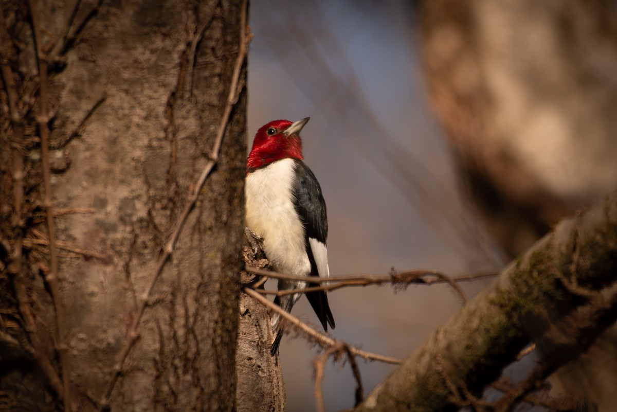 Red-headed Woodpecker - ML620502819