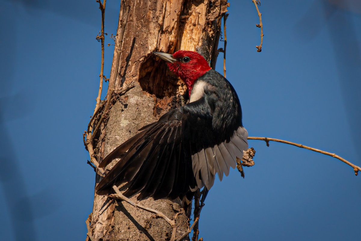Red-headed Woodpecker - ML620502820
