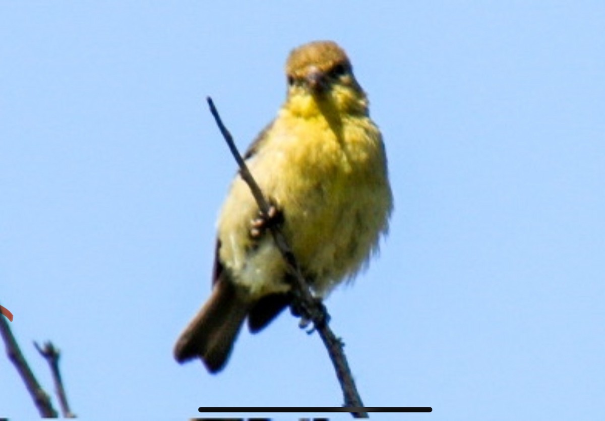 Lesser Goldfinch - ML620502831