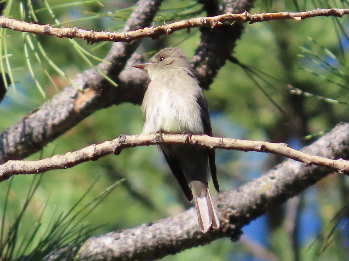 Western Wood-Pewee - ML620502835