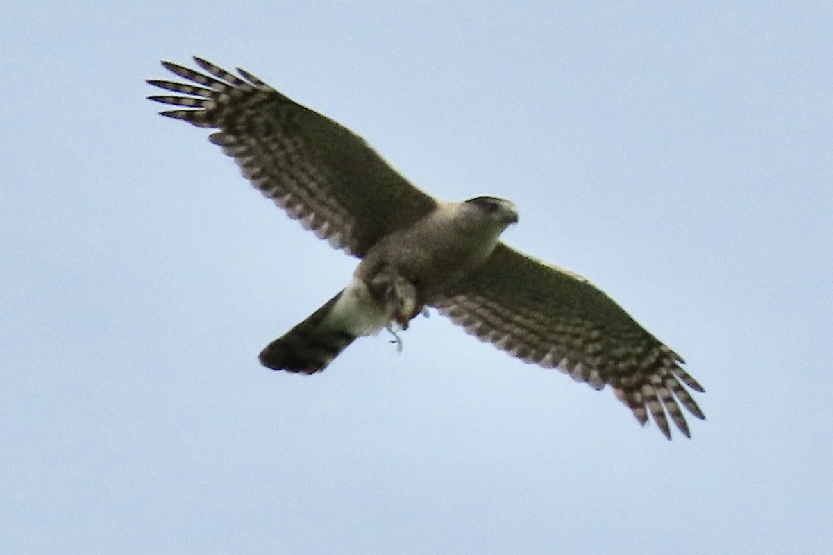 American Goshawk - ML620502839