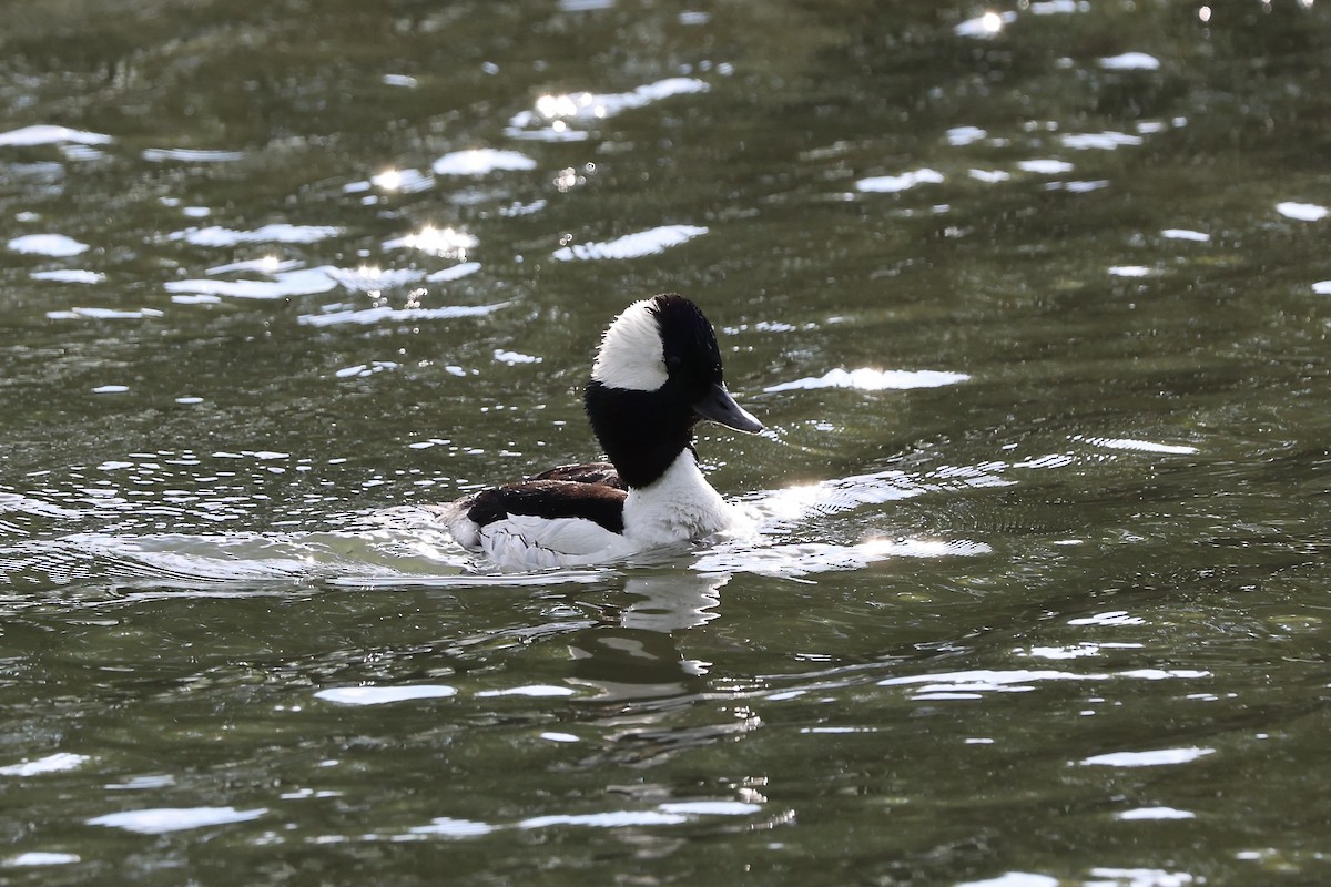 Bufflehead - ML620502841