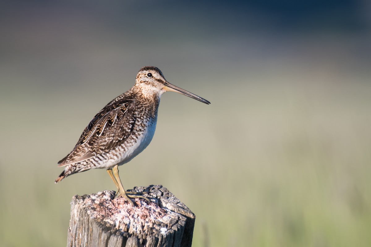 Wilson's Snipe - ML620502845