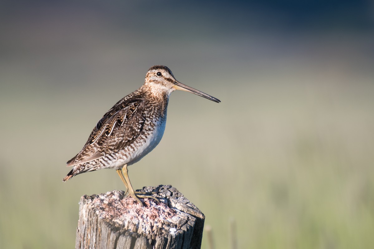 Wilson's Snipe - ML620502847