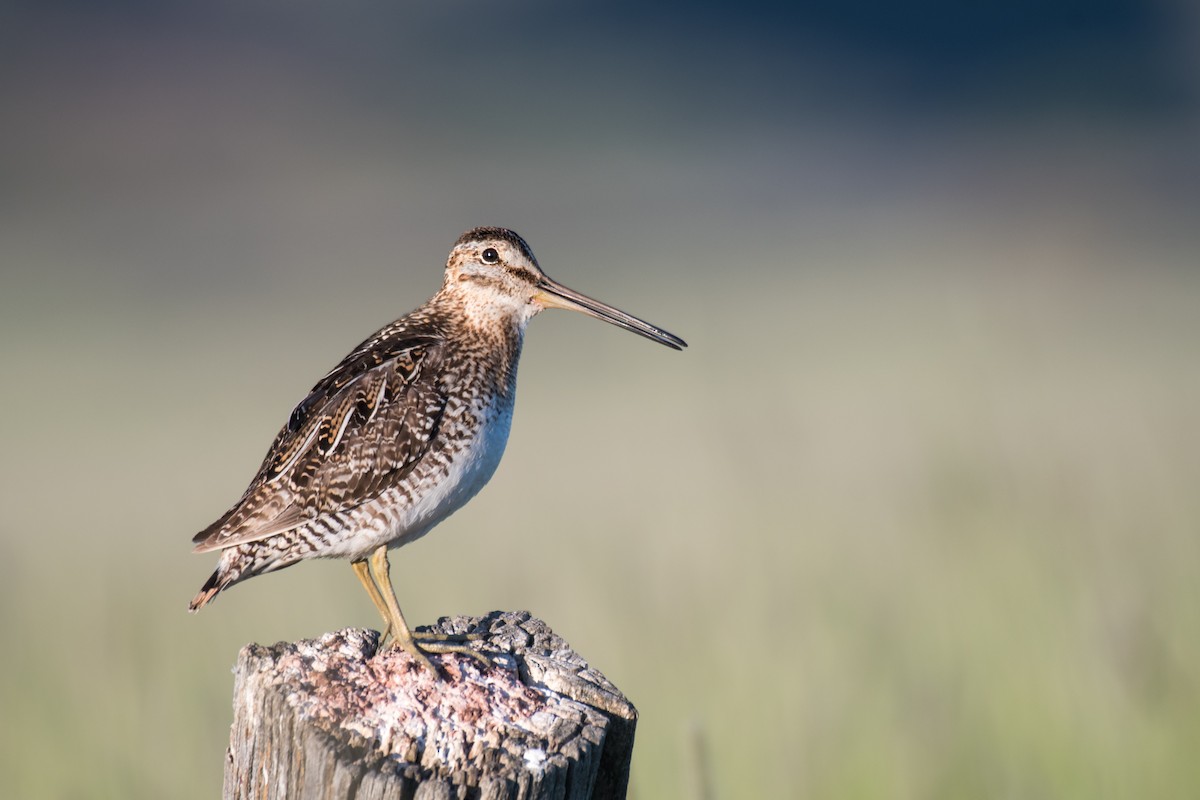 Wilson's Snipe - ML620502849