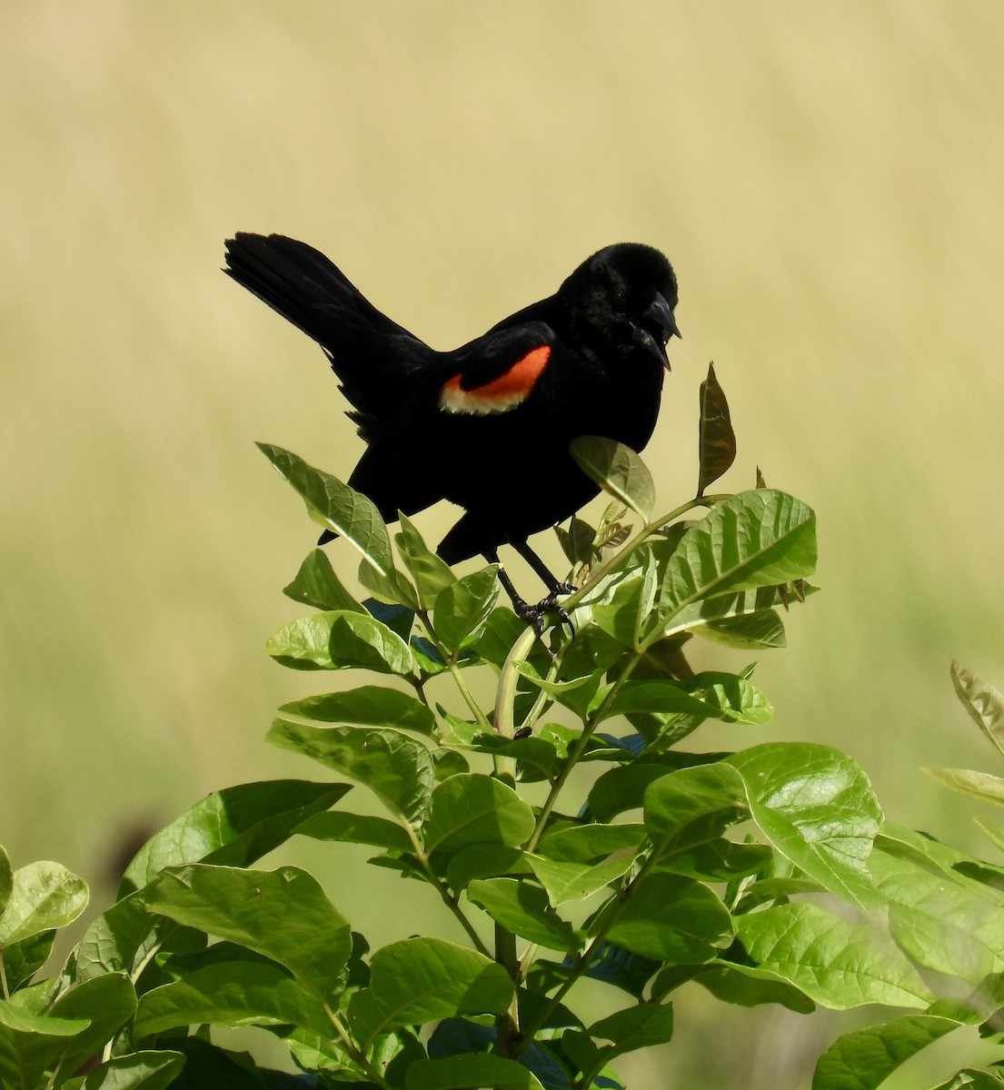 Red-winged Blackbird - ML620502850