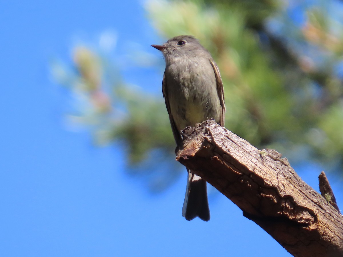 Hammond's Flycatcher - ML620502852