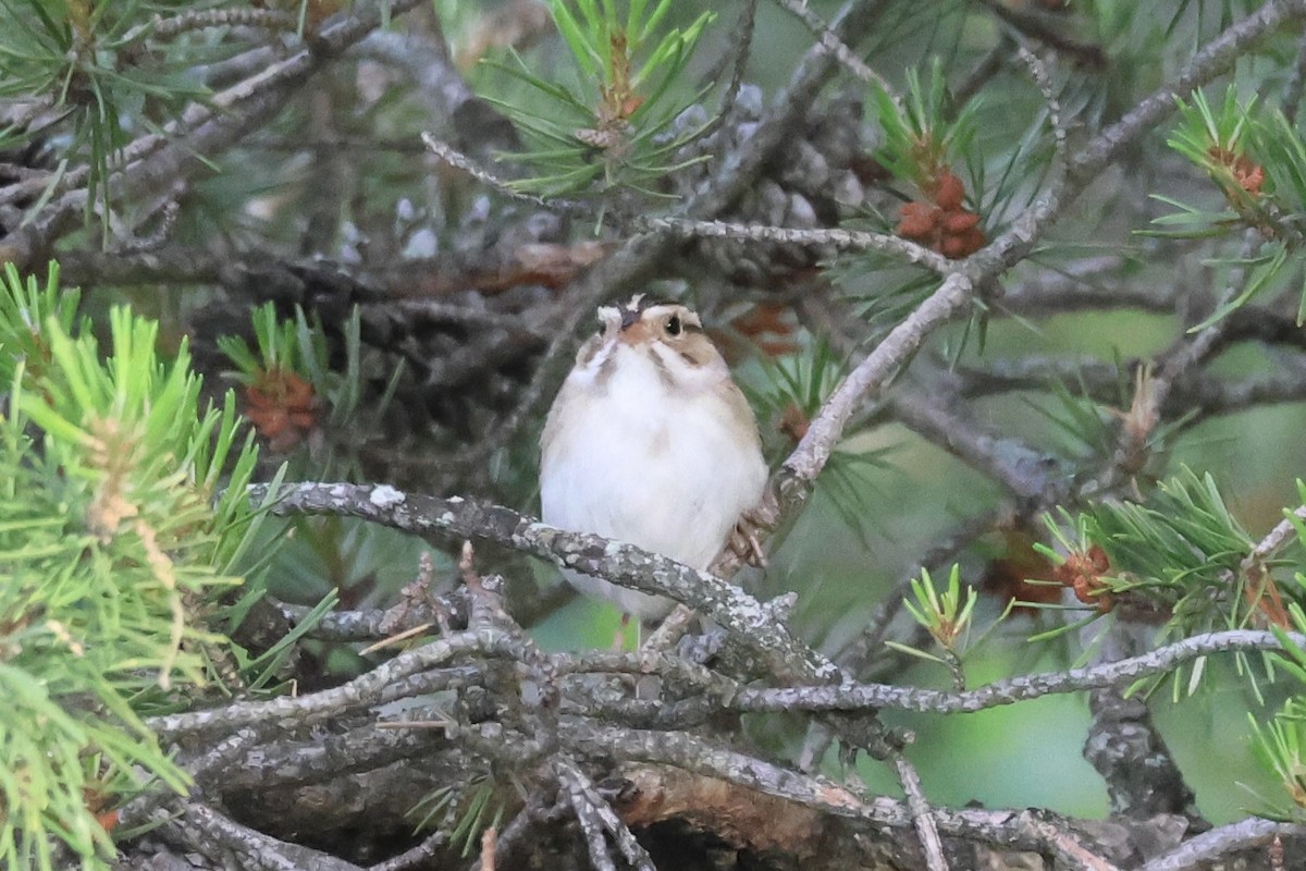 Clay-colored Sparrow - ML620502853
