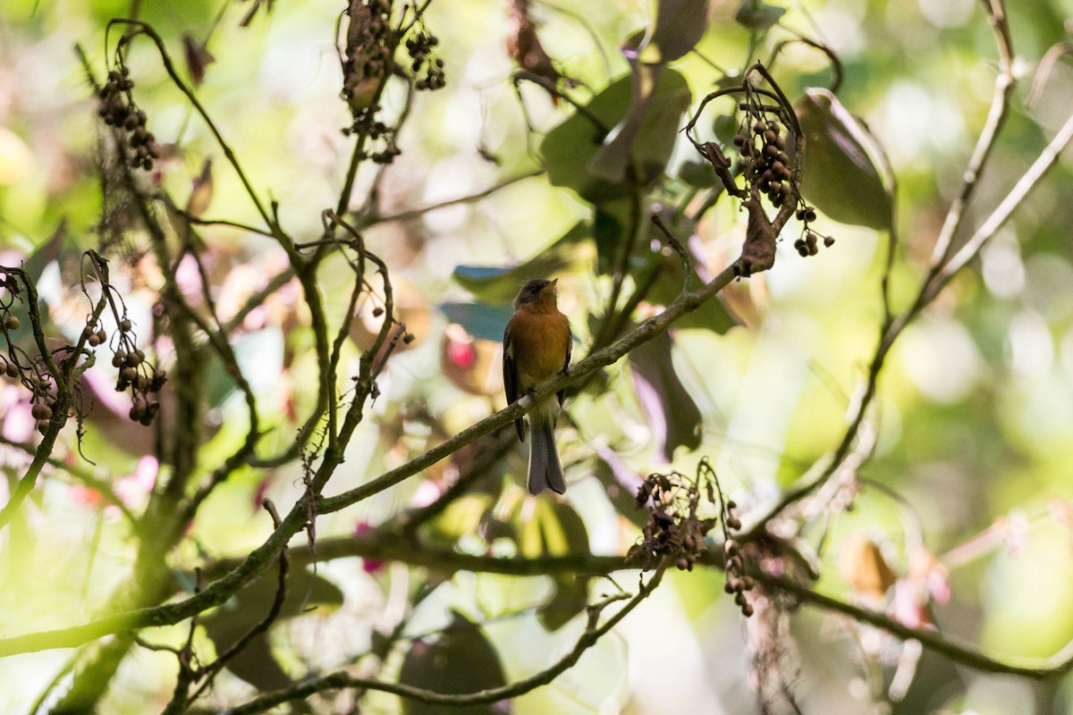 Mosquero Moñudo Común (phaeocercus/tenuirostris) - ML620502859