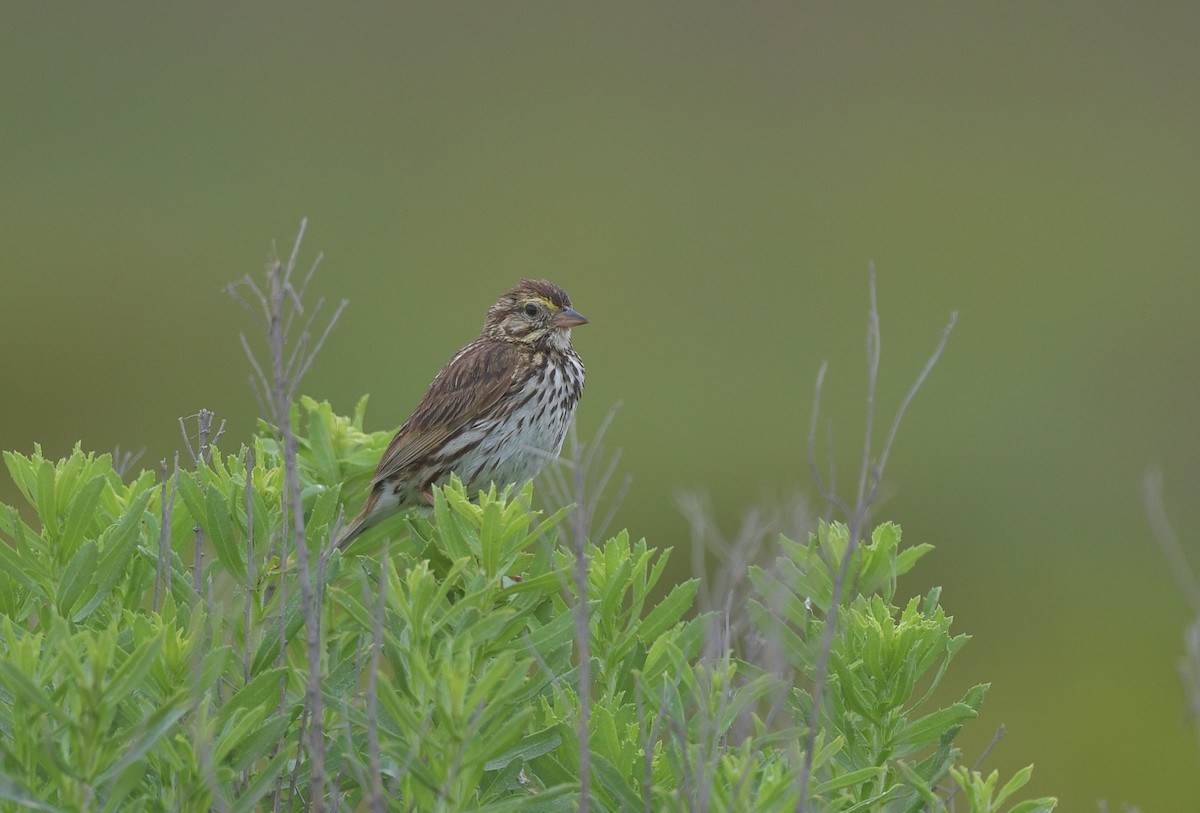 Savannah Sparrow (Belding's) - ML620502862