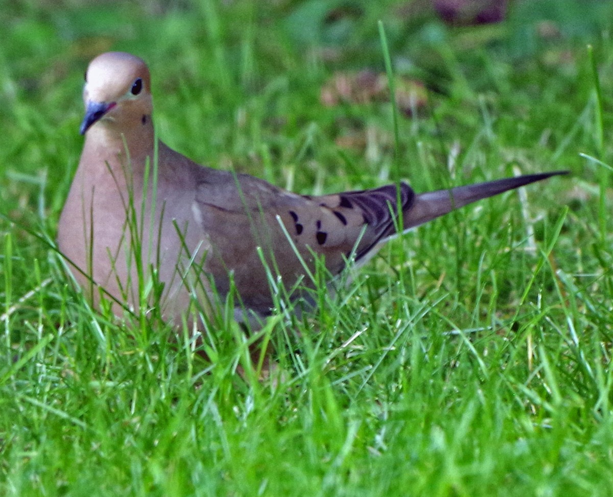 Mourning Dove - Bill Winkler